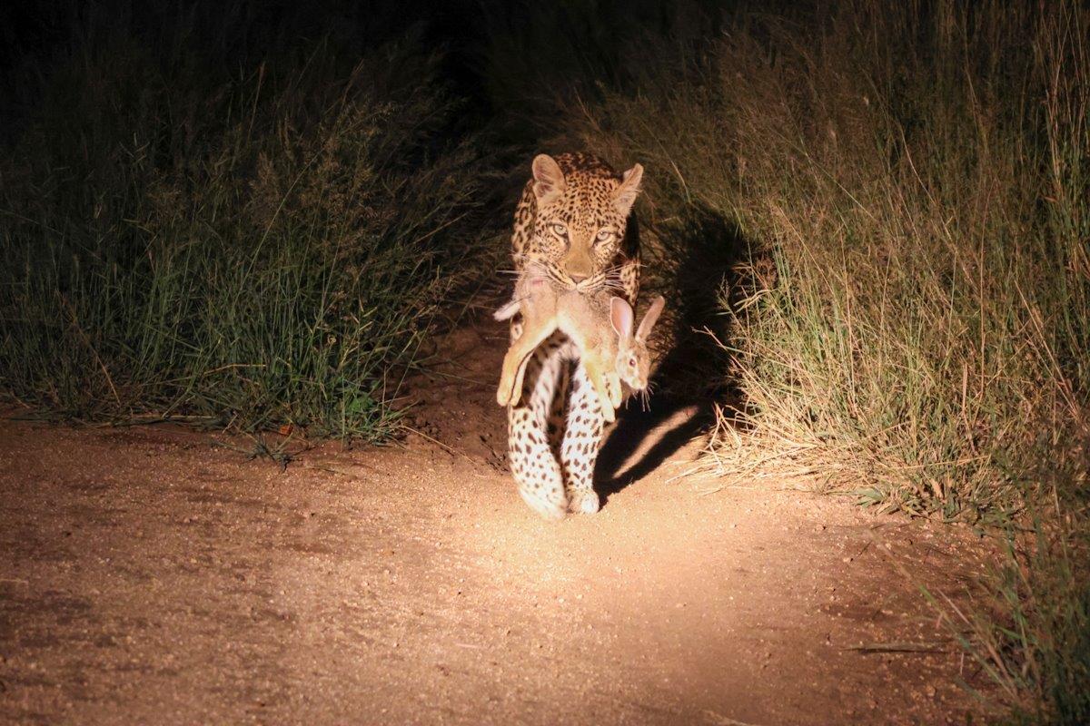The Golonyi female leopard has caught a scrub hare to feed herself and her cub. The Golonyi female leopard has caught a scrub hare to feed herself and her cub.