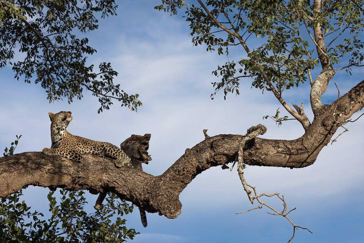 Masungulo rests on a branch of a tree. Masungulo rests on a branch of a tree.