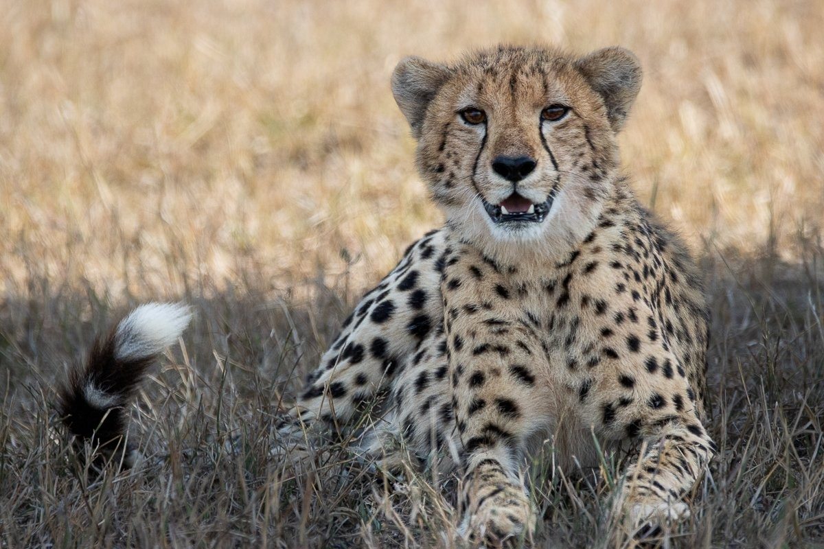 Sabi Sabi Ronald Mutero Cheetah Resting Sabi Sabi Ronald Mutero Cheetah Resting