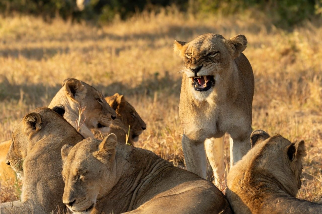 Sabi Sabi Benjamin Loon Msuthlu Pride Gold Sabi Sabi Benjamin Loon Msuthlu Pride Gold