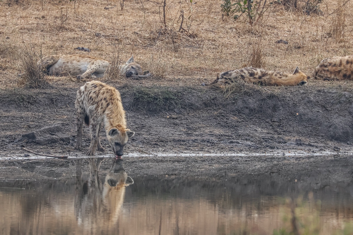 Sabi Sabi Ruan Mey Hyenas At Waterhole Sabi Sabi Ruan Mey Hyenas At Waterhole