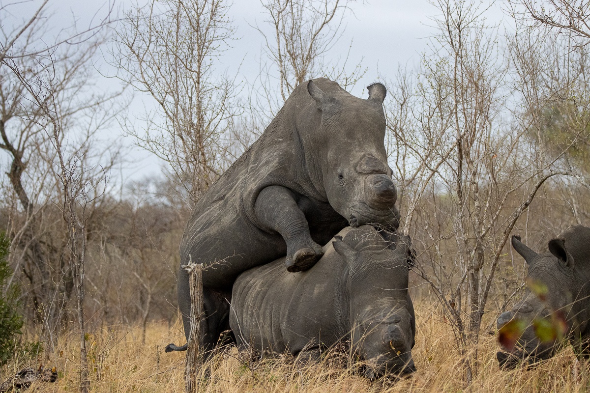The critically endangered rhinos were seen mating on safari.  The critically endangered rhinos were seen mating on safari.