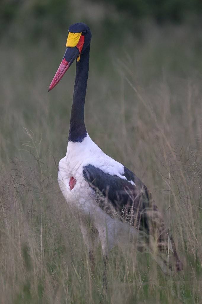A Saddle-billed stork is sighting during a game drive in Sabi Sands. 