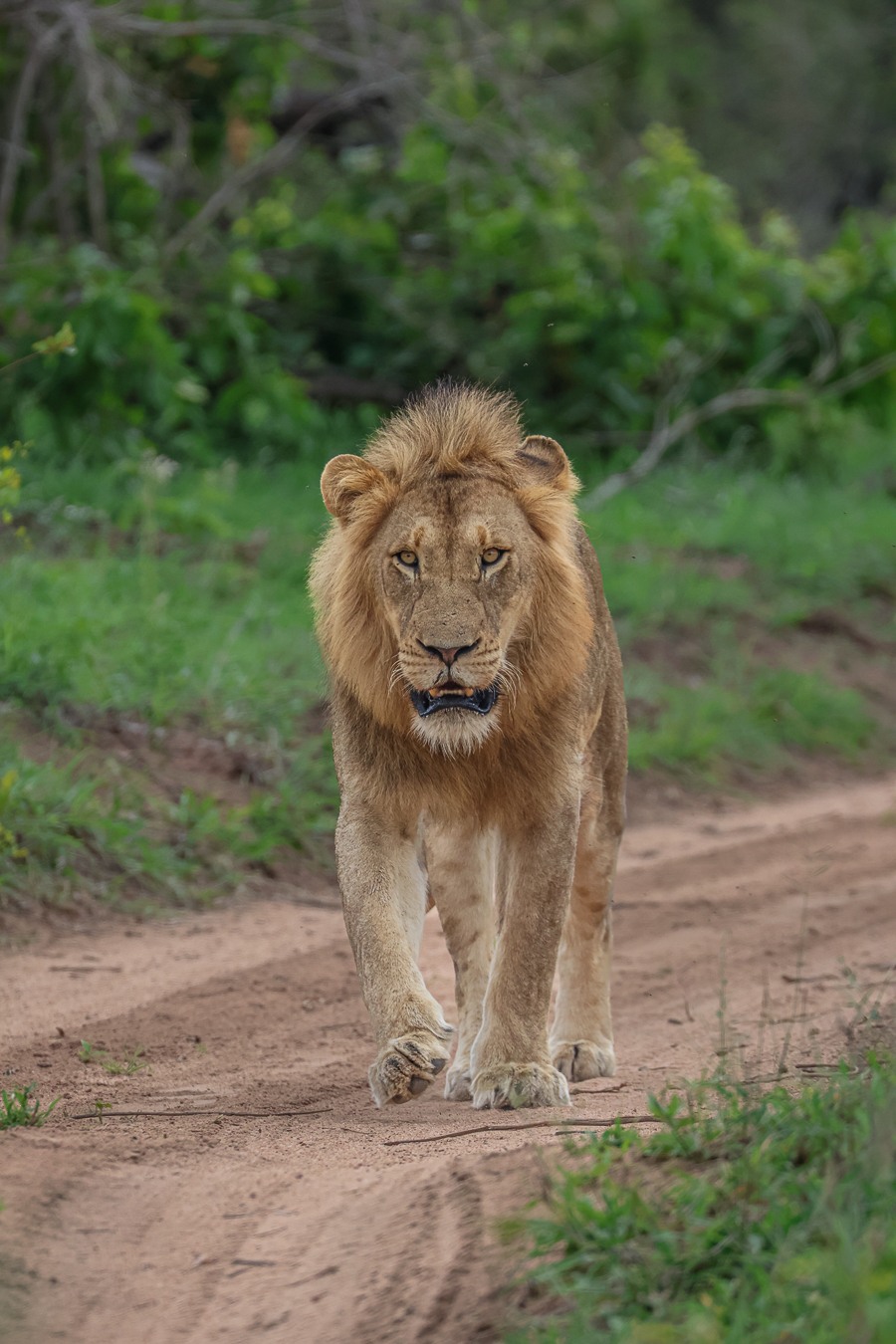 Sabi Sabi Ruan Mey Lion Walking On Road