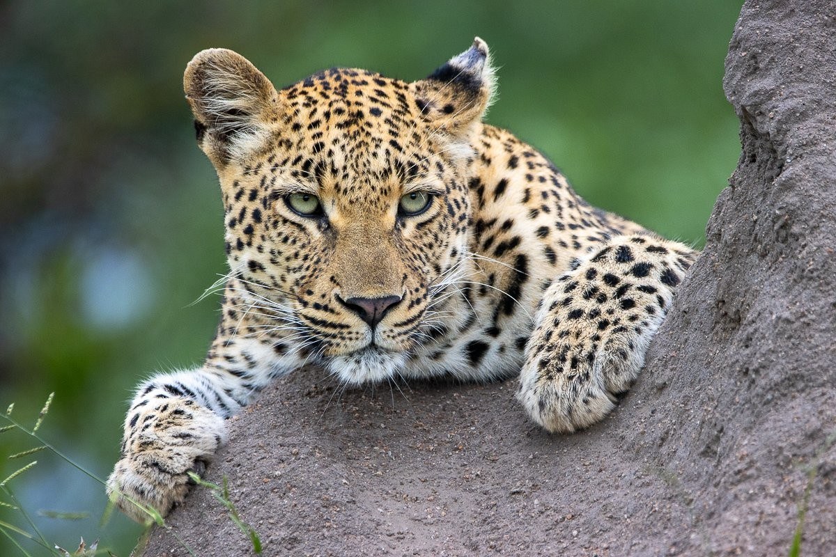 Sabi Sabi Ronald Mutero Golonyi