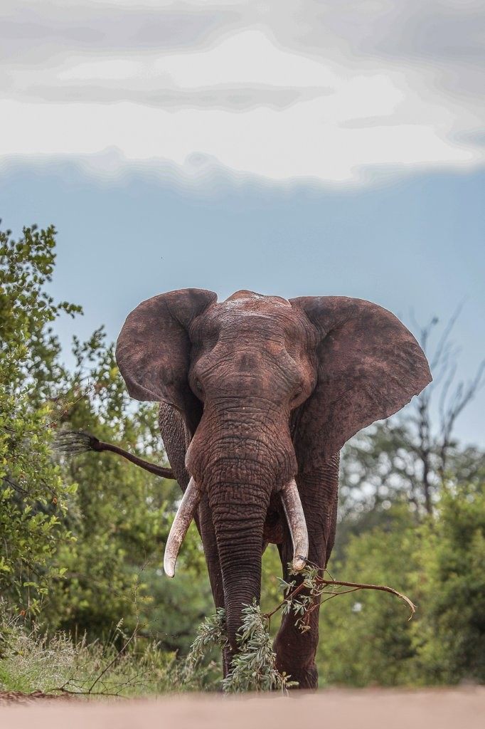 Solitary elephant bull moving through dense vegetation, displaying independent behaviour