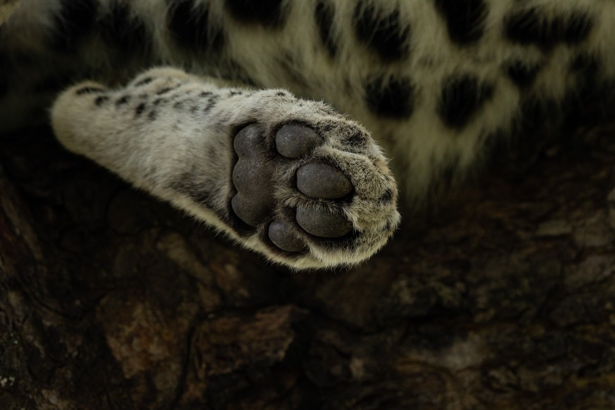 Sabi Sabi Benjamin Loon Golonyi Leopard Paw Detail