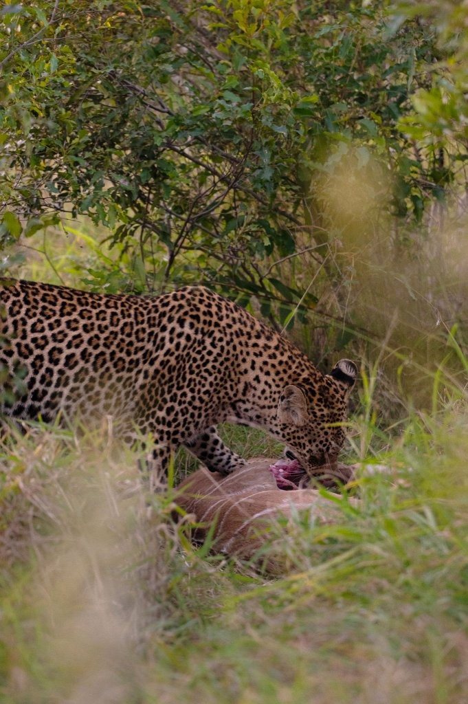 Sabi Sabi Viviane Ladner Kurhula With Kudu Calf Kill