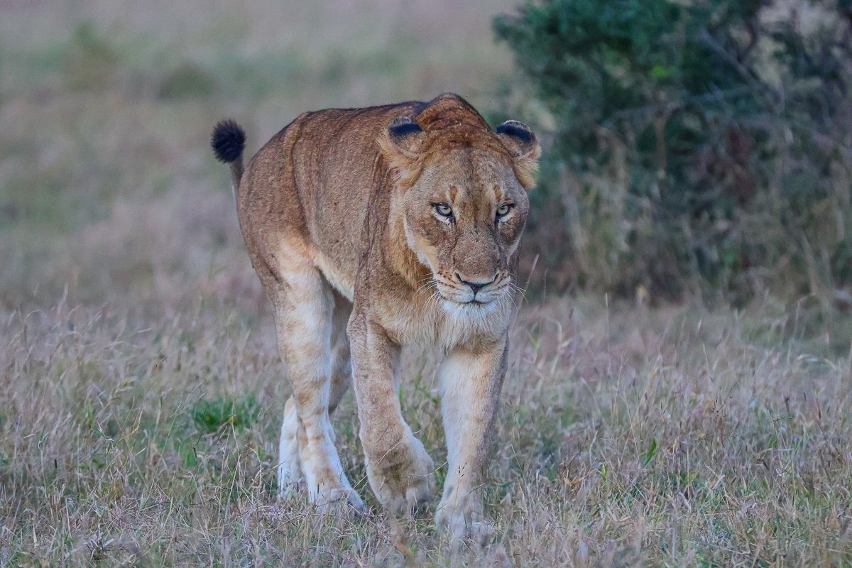 Male lion observing a lioness as she moves away from the group.