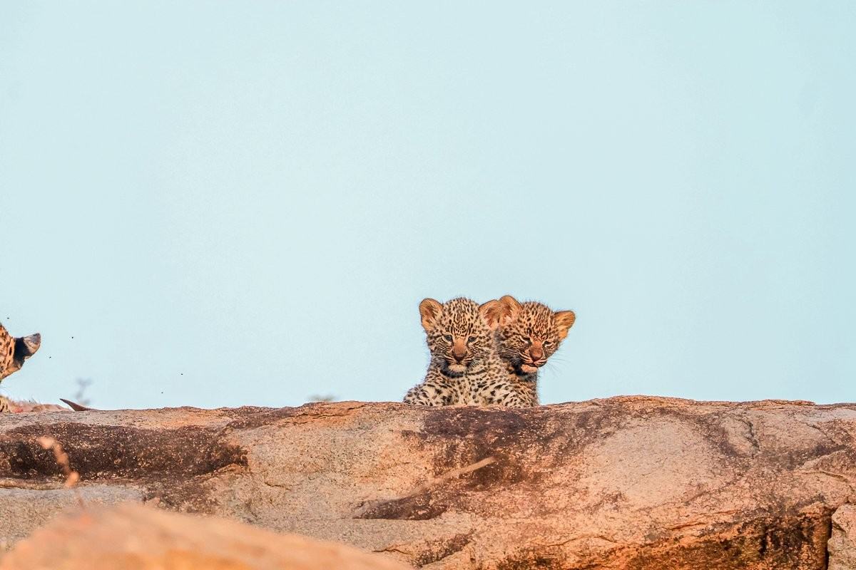 Sabi Sabi Ruan Mey Golonyi Leopard Mother And Cubs Habitat