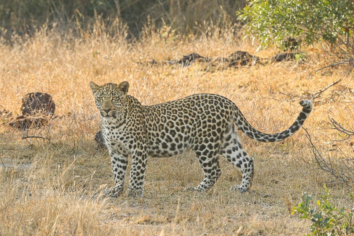 Tengile's leopard cub stalking francolins as it develops essential hunting skills.