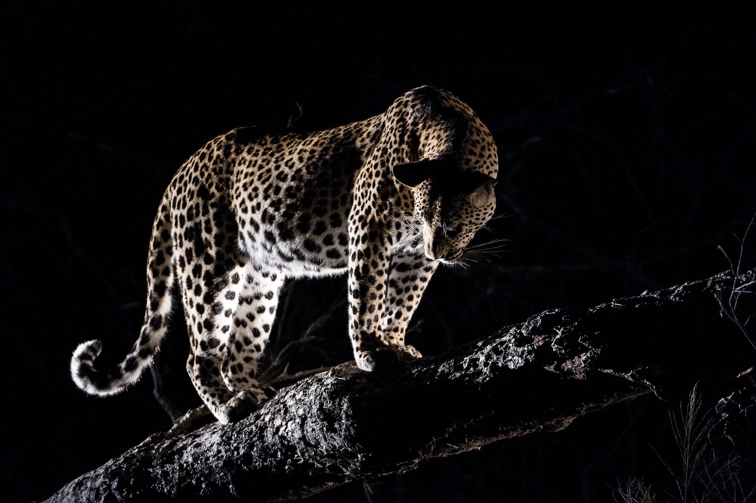 A leopard looks down from a tree branch during the darker hours