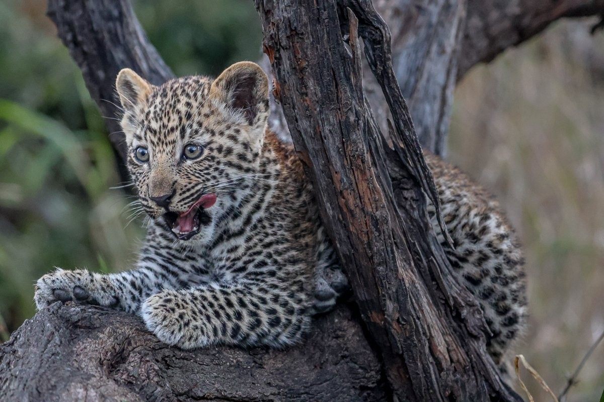 Sabi Sabi Ruan Mey Kurhula Leopard Cub Looking Towards Safari Vehicle