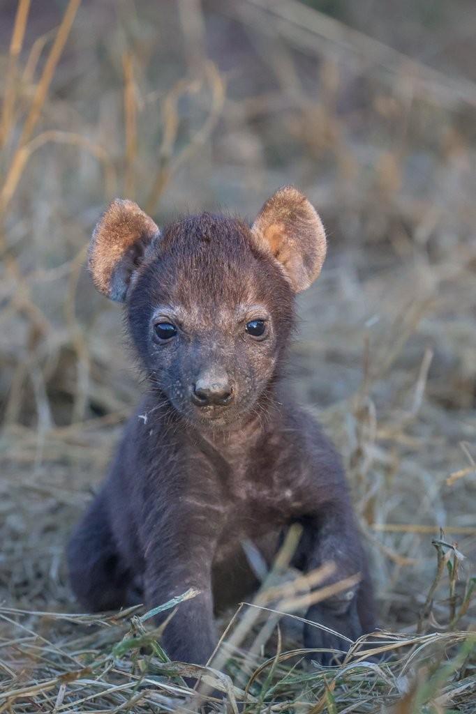 Spotted hyena cub peeking out if its den.