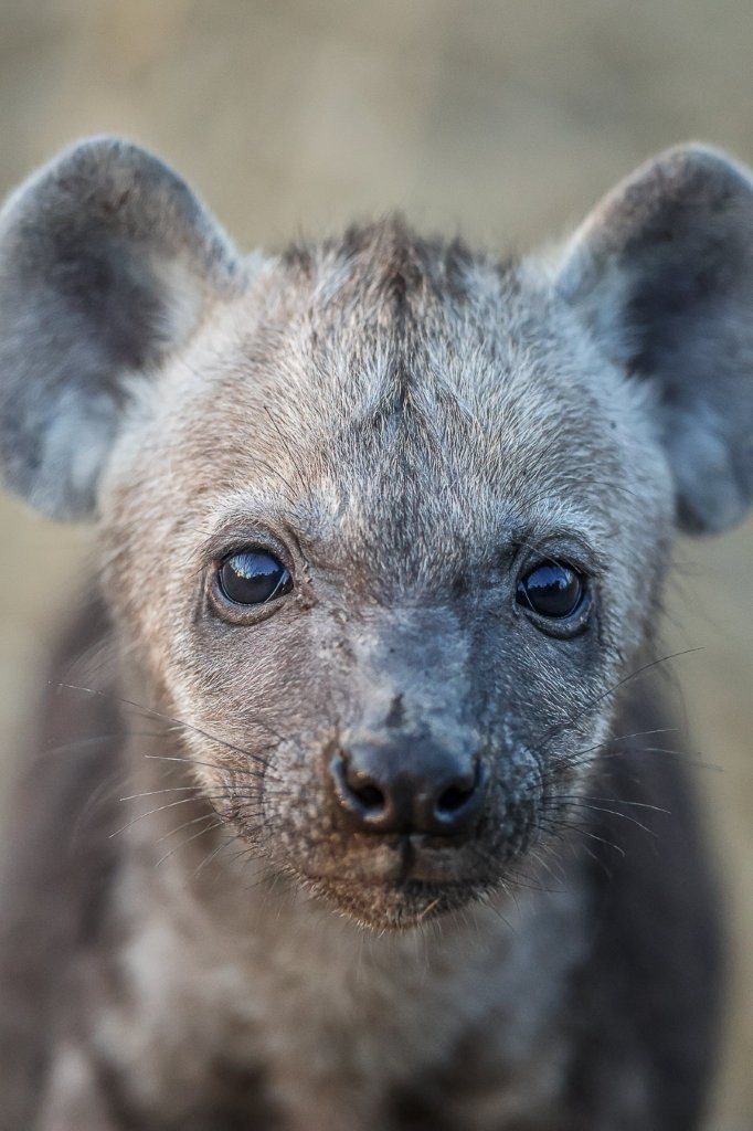 Young spotted hyena cub exploring near its den.