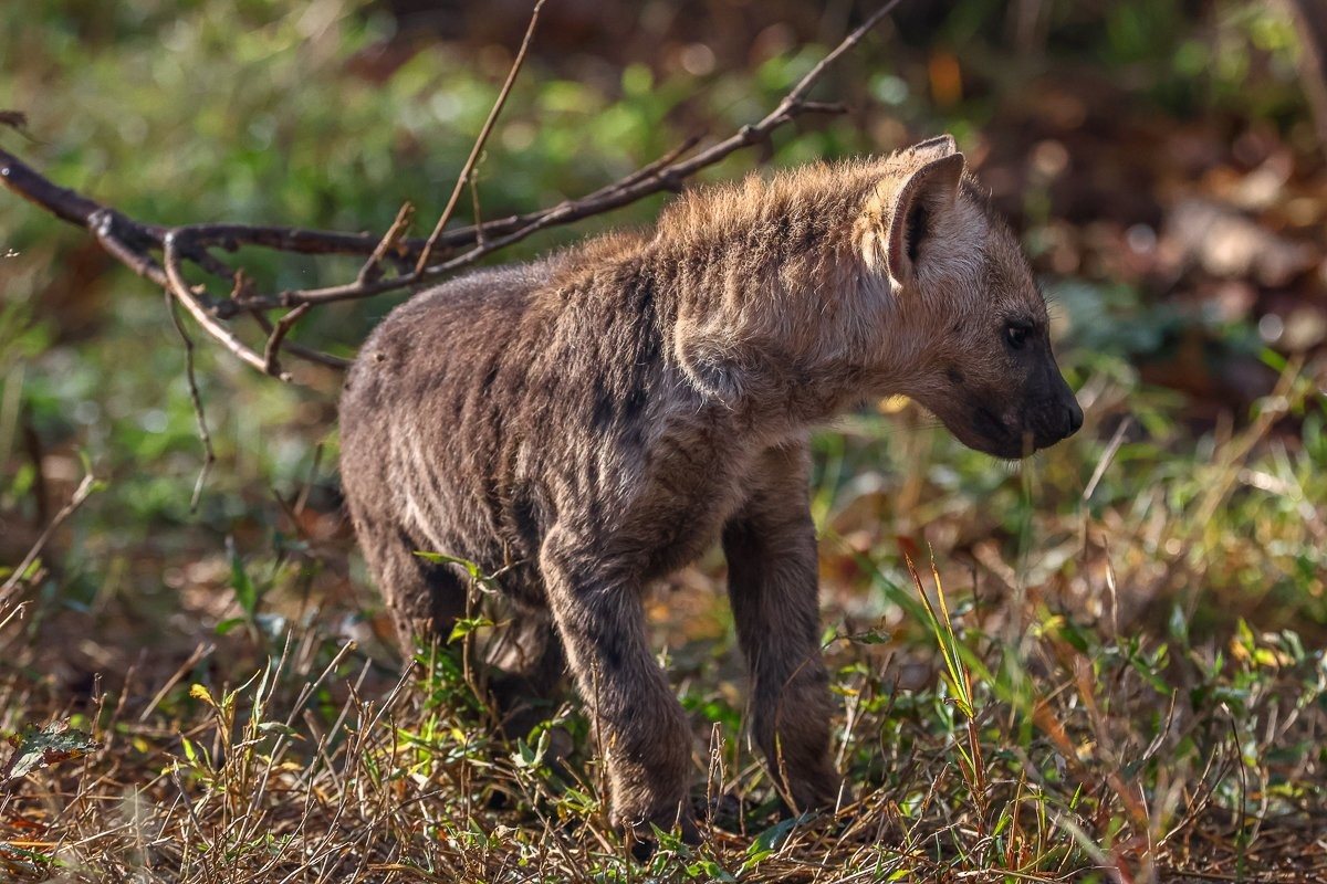 Spotted hyena cub chewing on a small piece of bone near the den.