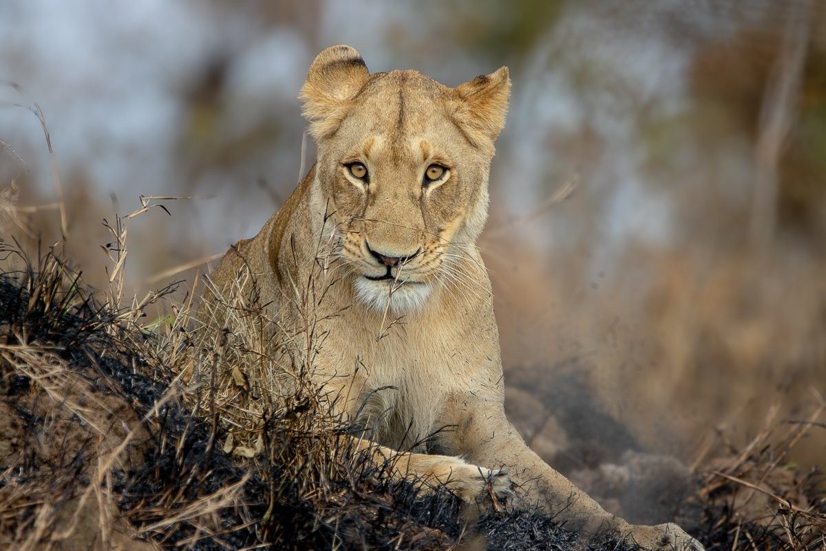 Sabi Sabi Ronald Mutero Southern Pride Lionesses Hunting Warthogs