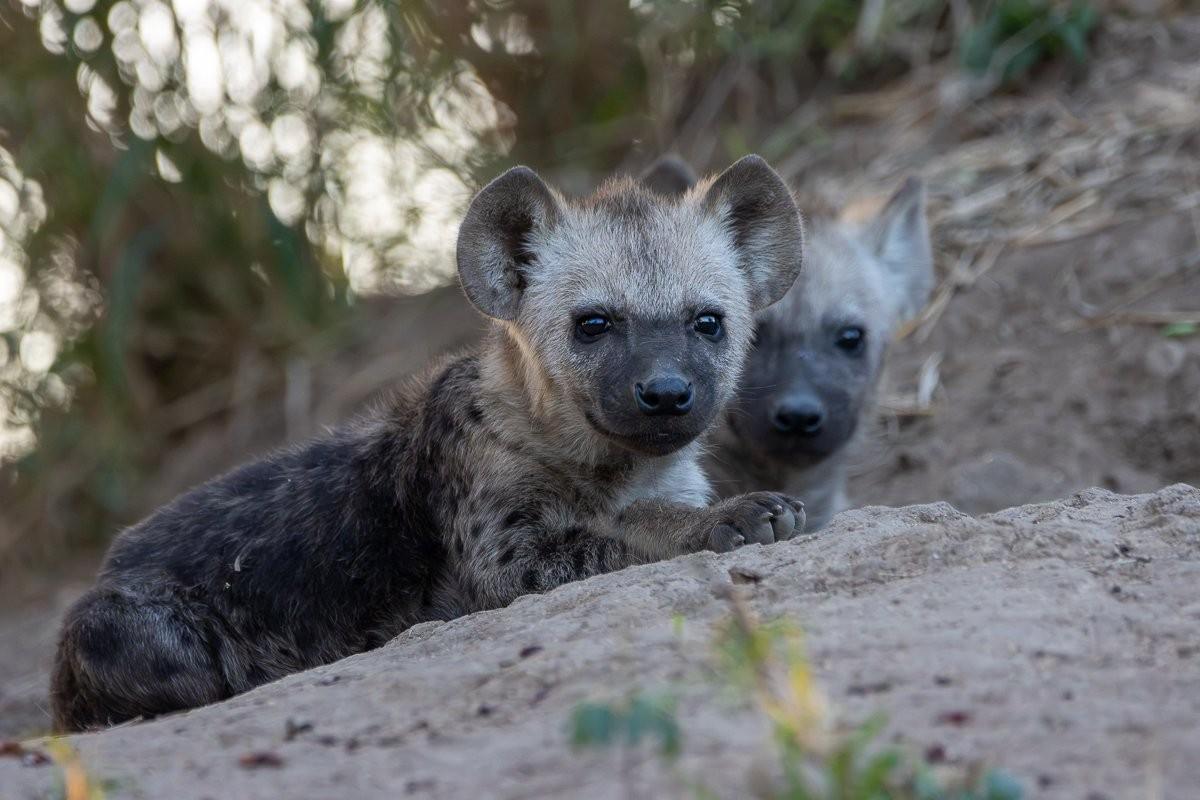 Spotted hyena cubs tumbling and wrestling together at the den