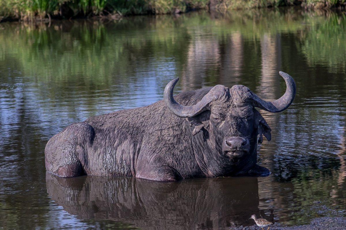 Large buffalo bull cooling off at a waterhole in front of Bush Lodge