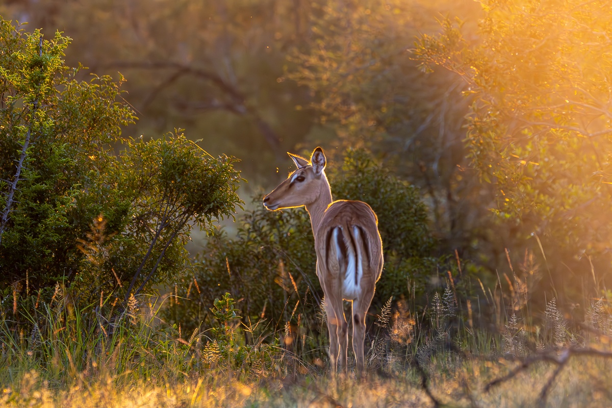 An impala basks and absorbs the last rays of sunlight for the day