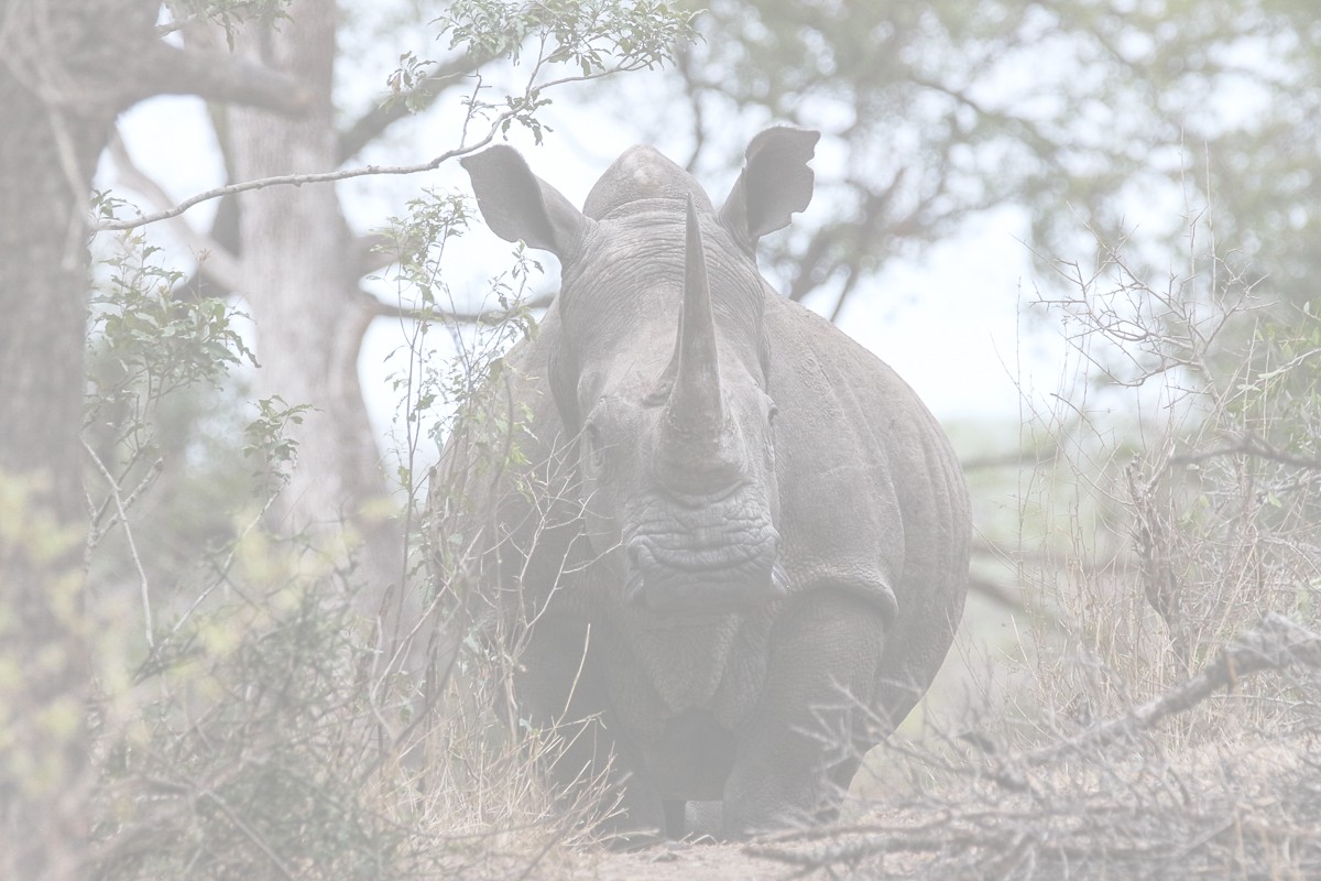 Rhino. 7 White Rhino. 7 White