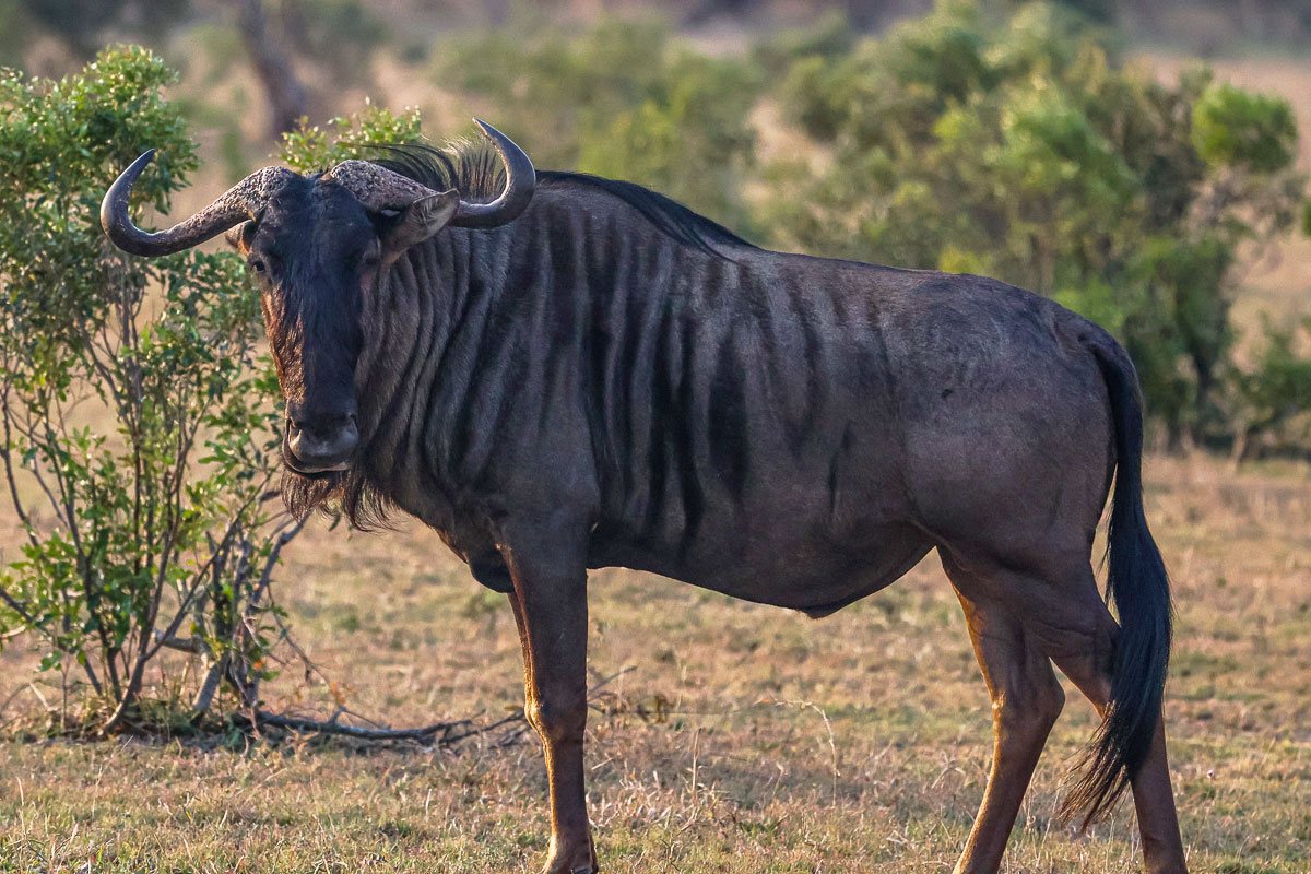Male and female wildebeest will grow horns. Male and female wildebeest will grow horns.