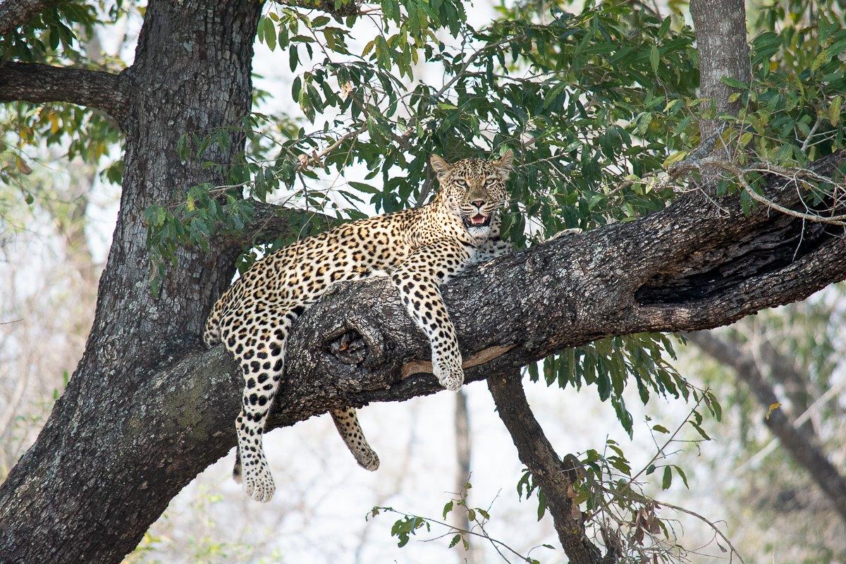 Golonyi Rests In Tree Ronald Mutero Golonyi Rests In Tree Ronald Mutero