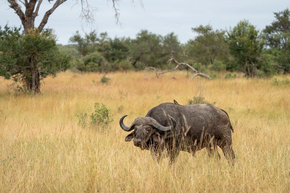 Weighing in at four times that of an adult male lion, there are not many situations where the buffalo is identified as an easy target. Weighing in at four times that of an adult male lion, there are not many situations where the buffalo is identified as an easy target.