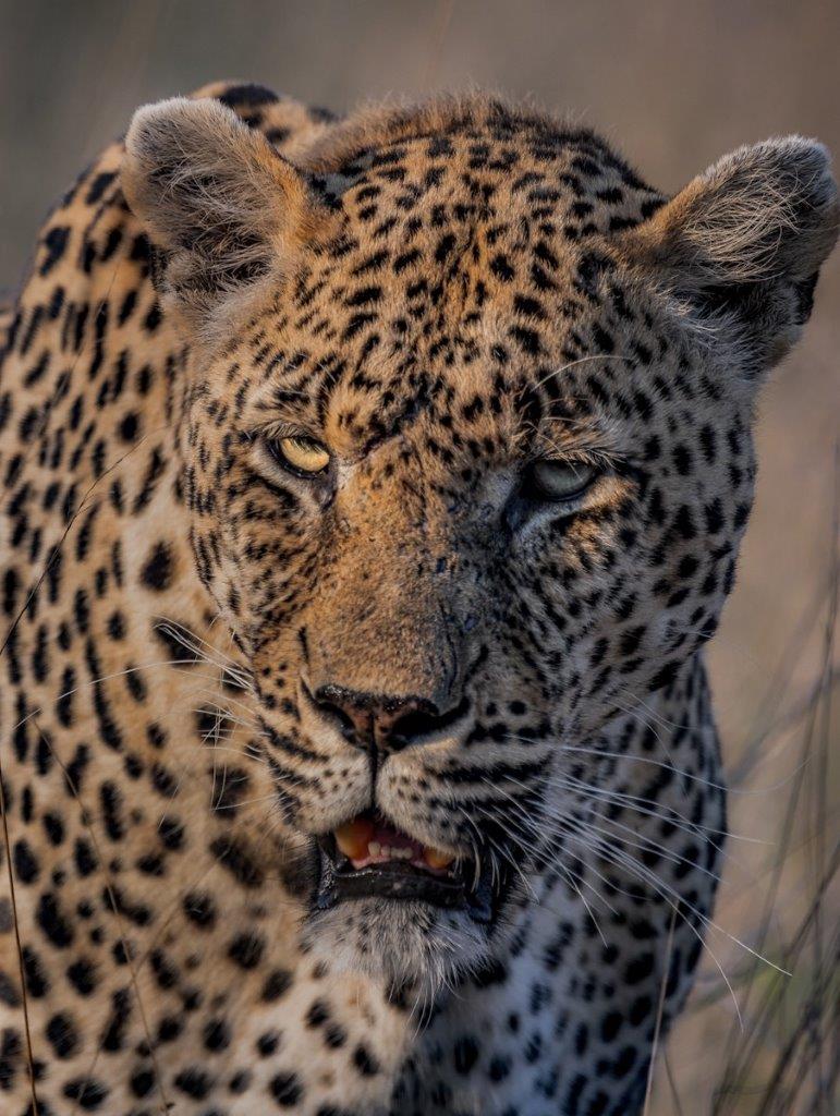 Emerging from the safety of the cool shade, the N'weti male leopard began his evening’s activities. 