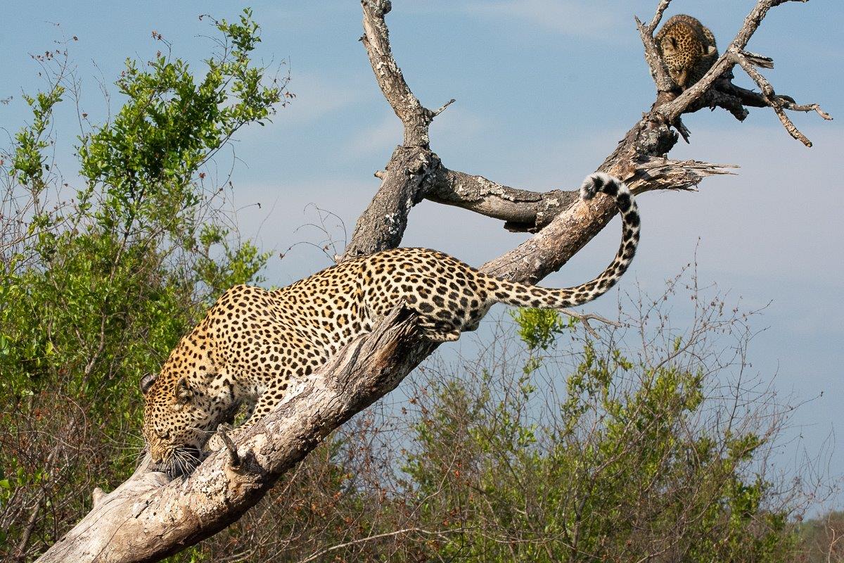 Ntsumi came to her cubs’ aid as she fought her way through the hyenas and jumped onto the same dead tree to protect her cub. Ntsumi came to her cubs’ aid as she fought her way through the hyenas and jumped onto the same dead tree to protect her cub.