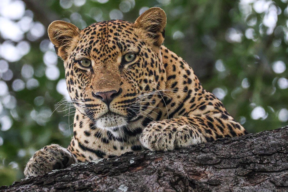 The formidable Makumu male leopard rests in a tree. The formidable Makumu male leopard rests in a tree.