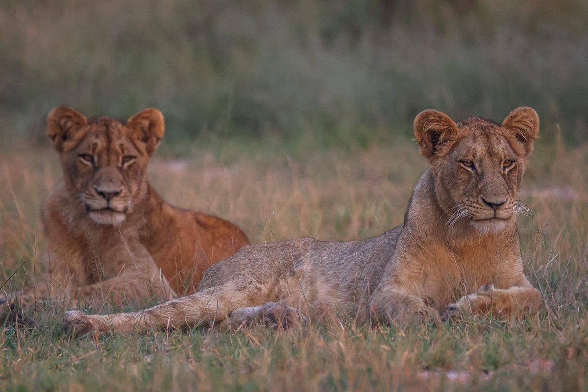 Two lionesses from the Southern Pride rest before continuing to their den site. Two lionesses from the Southern Pride rest before continuing to their den site.