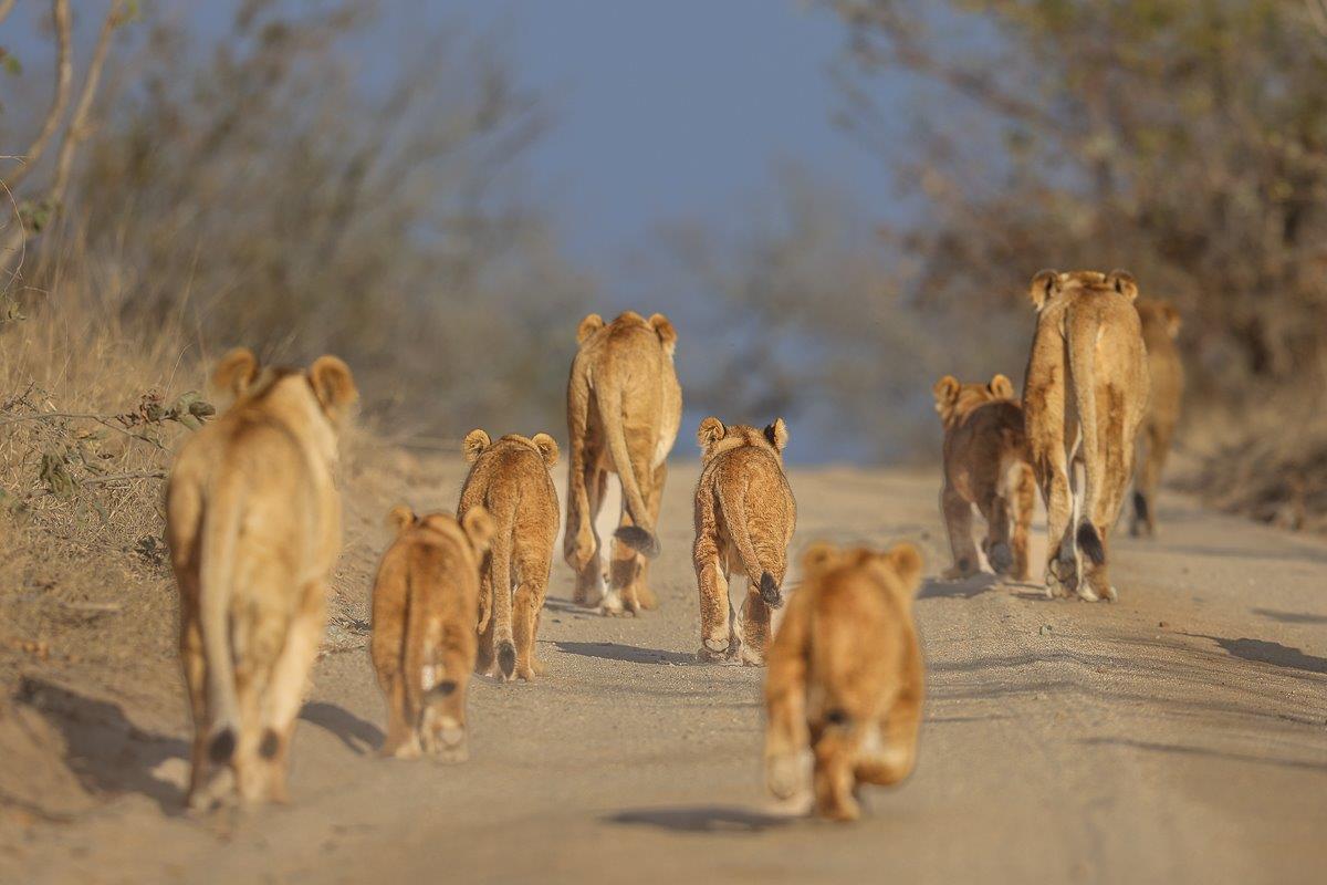Sabi Sabi Ronald Mutero Southern Pride Walking In Road Sabi Sabi Ronald Mutero Southern Pride Walking In Road
