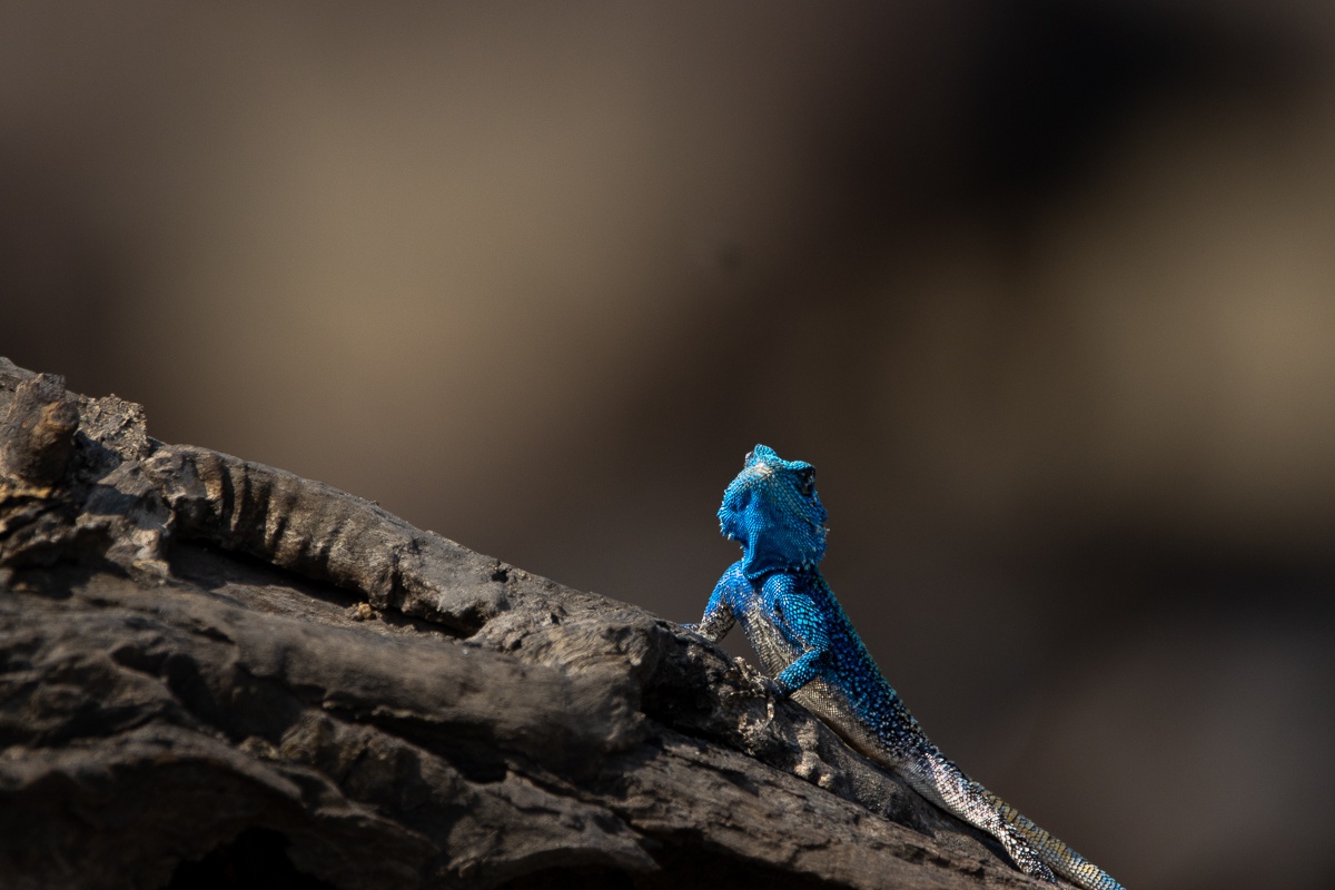 A Tree agama resting on a sunlit branch, illustrating the reptile's basking behaviour. A Tree agama resting on a sunlit branch, illustrating the reptile's basking behaviour.