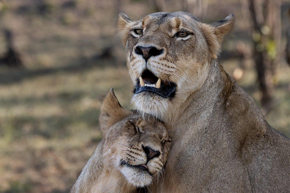 Sabi Sabi Ronald Mutero Southern Pride Bonding Sabi Sabi Ronald Mutero Southern Pride Bonding