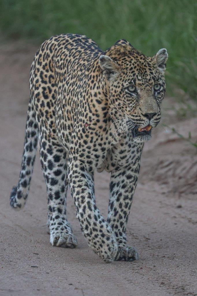 Sabi Sabi Ruan Mey Nweti Walks