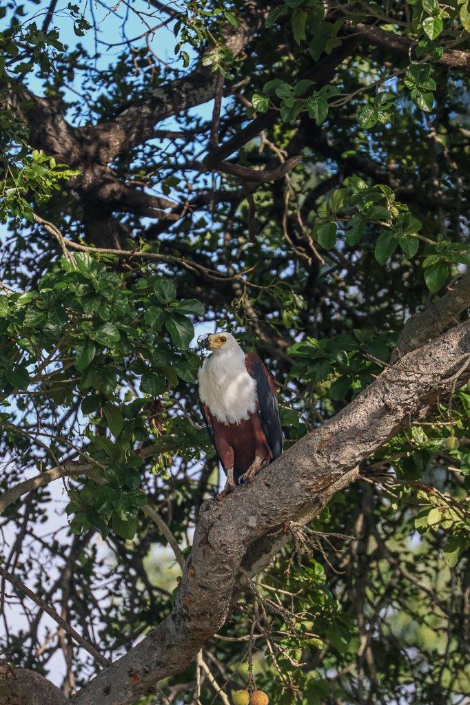 Sabi Sabi Ruan Mey Fish Eagle Sabi Sabi Ruan Mey Fish Eagle