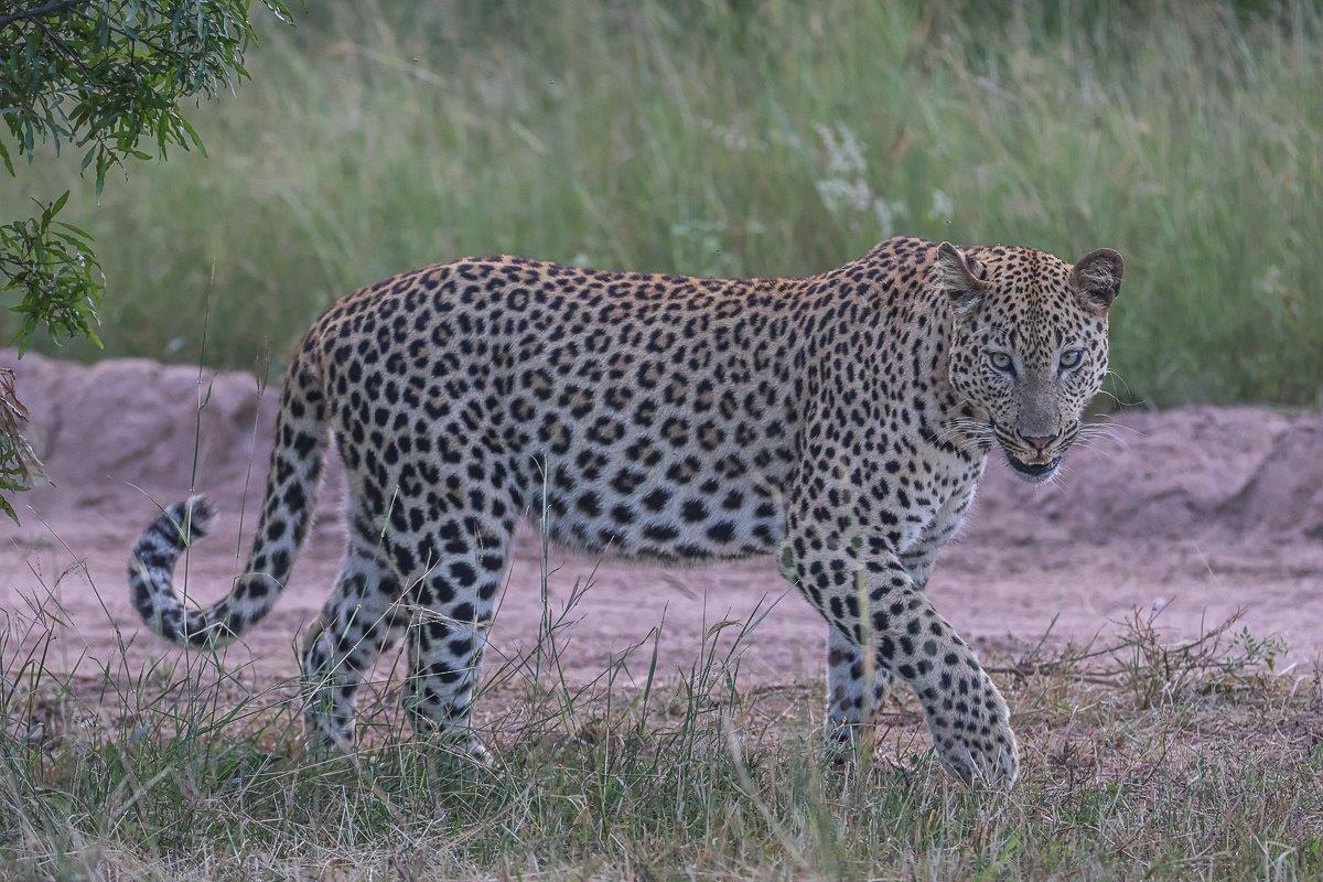 An unnamed male leopard has recently been spotted on the reserve. An unnamed male leopard has recently been spotted on the reserve.