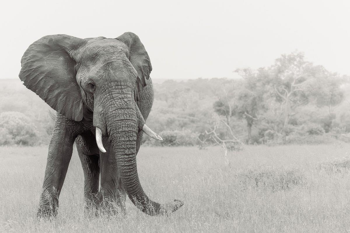 A bull elephant photographed near Sabi Sabi. A bull elephant photographed near Sabi Sabi.