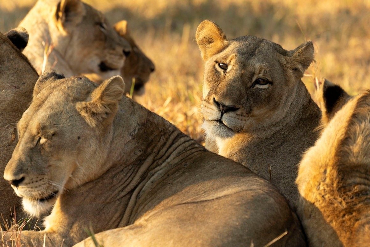 Sabi Sabi Benjamin Loon Msuthlu Pride Golden Light Sabi Sabi Benjamin Loon Msuthlu Pride Golden Light