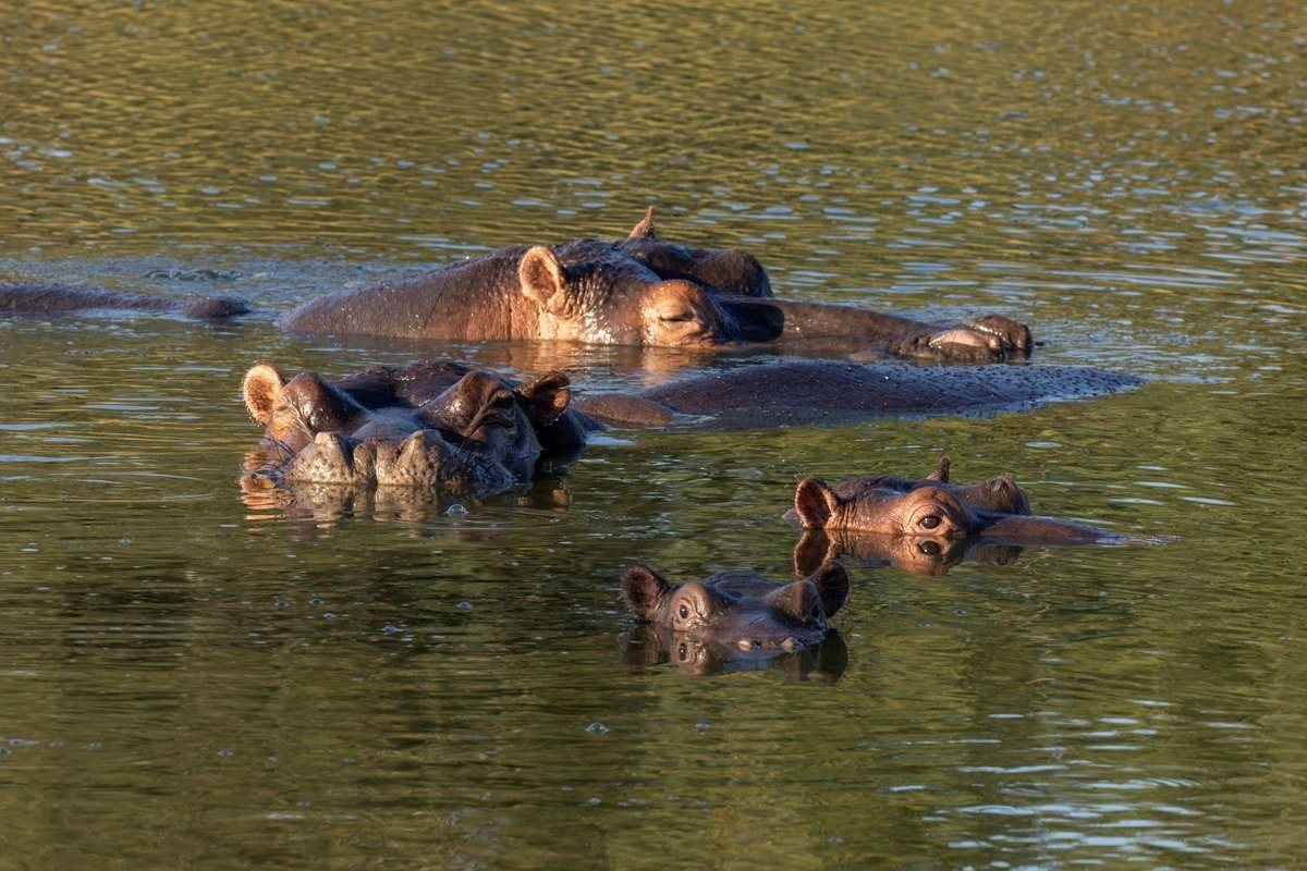 Sabi Sabi Benjamin Loon Hippo Sabi Sabi Benjamin Loon Hippo