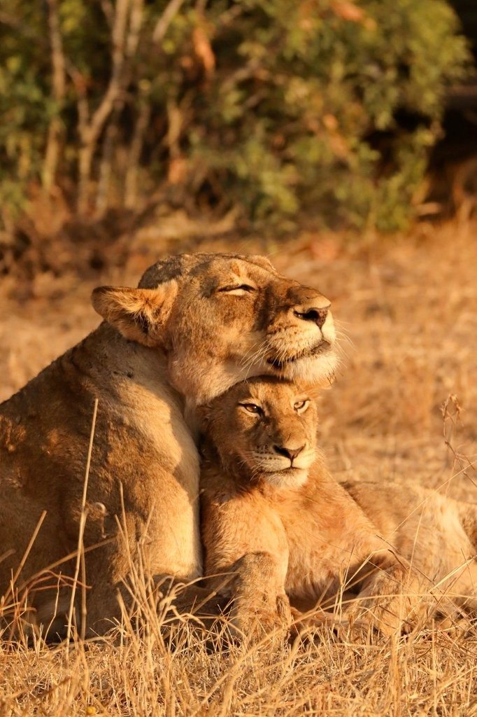 Msuthlu lioness and cub bond. Msuthlu lioness and cub bond.