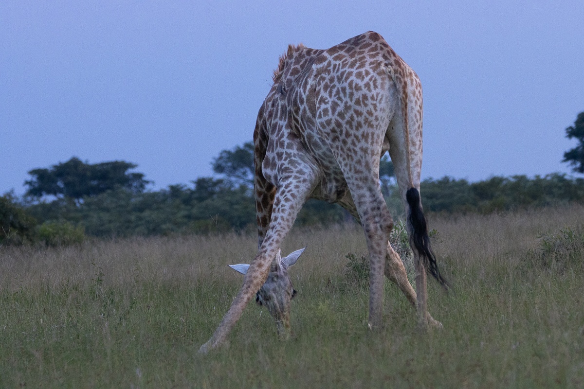 Giraffes are obligate browsers, meaning their diet primarily consists of leaves, shoots, flowers, and fruits Giraffes are obligate browsers, meaning their diet primarily consists of leaves, shoots, flowers, and fruits