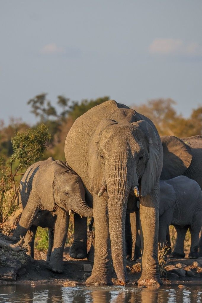 Sabi Sabi Ruan Mey Elephants Sabi Sabi Ruan Mey Elephants