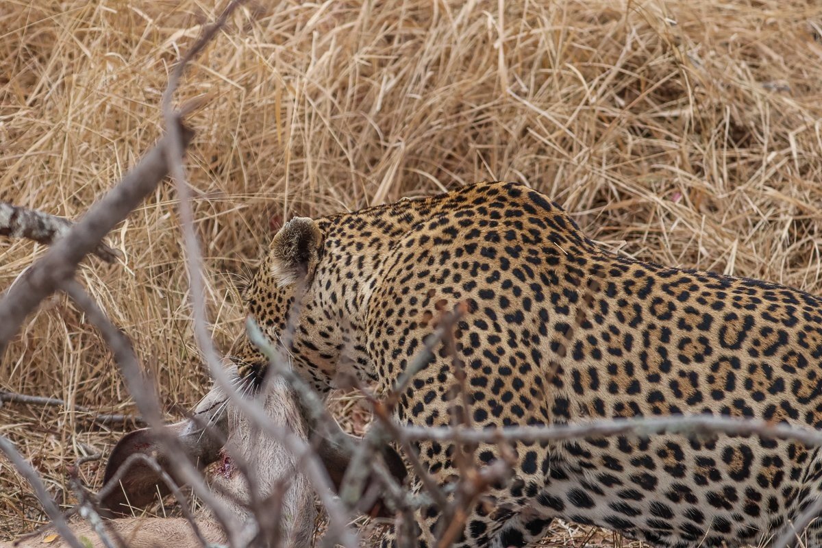 Sabi Sabi Ruan Mey Khulwana Leopard Sabi Sabi Ruan Mey Khulwana Leopard