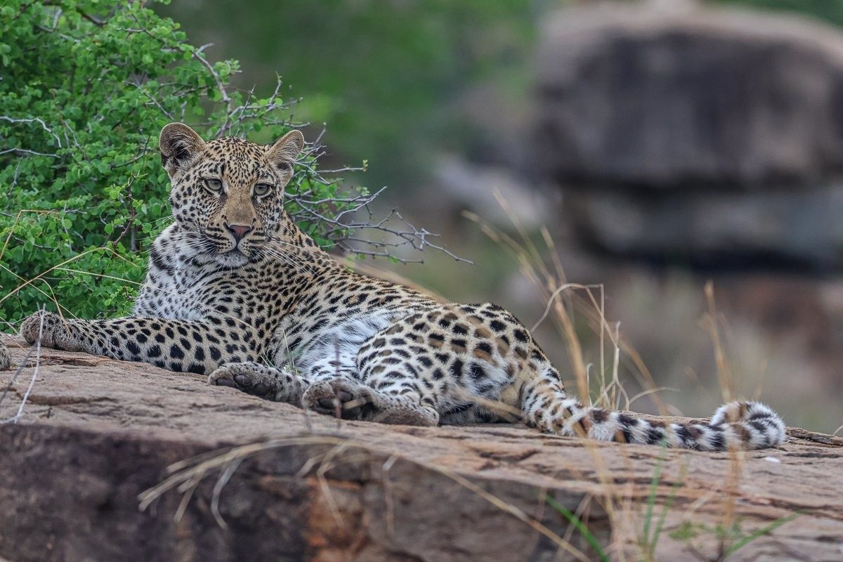 Sabi Sabi Ruan Mey Golonyi On Rock Sabi Sabi Ruan Mey Golonyi On Rock