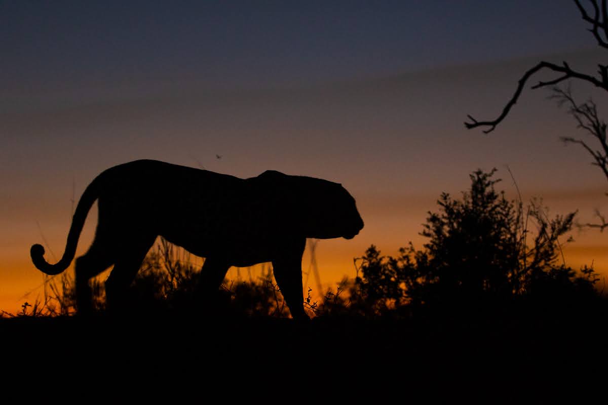  The sunset frames this leopard spotted during an afternoon safari in Sabi Sands.