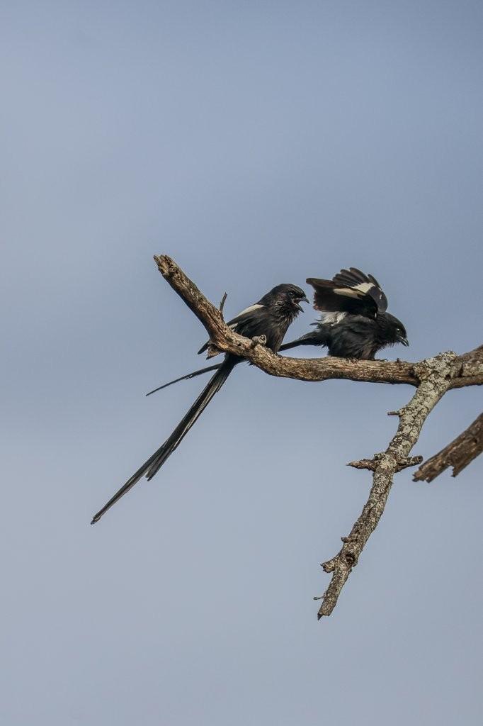 Two Magpie shrikes perch on a branch. 