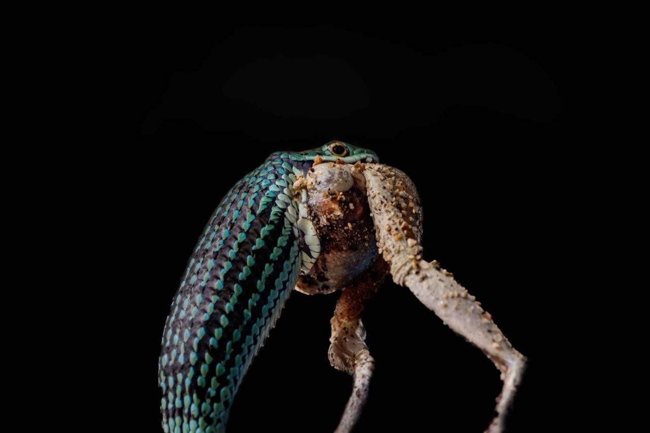 Sabi Sabi Ronald Mutero Spotted Bush Snake