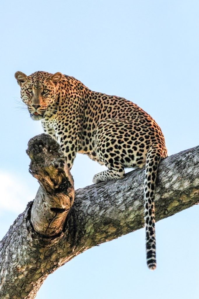 The big Nottens male leopard. 